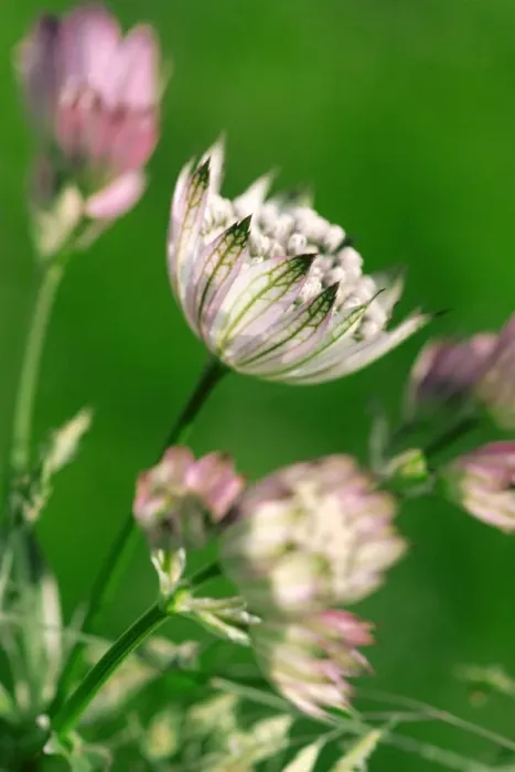 Framed Print : Astrantia major - the petals resemble a tiffany lamp. The plant is a border perennial that flowers throughout summer into autumn Framed Print : Astrantia major - the petals resemble a tiffany lamp. The plant is a border perennial that flowers throughout summer into autumn
