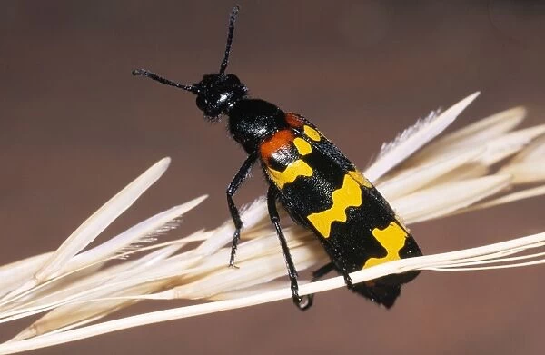 ASW-3628. Blister Beetle - warning colours. Fam: Meloidae