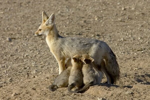 ASW-4310. Cape Fox - Female suckling young pups
