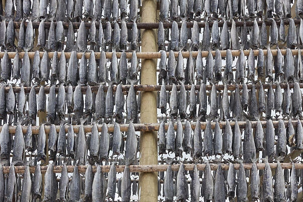 Atlantic Cod - Stockfish on drying flake - Lofoten, Norway