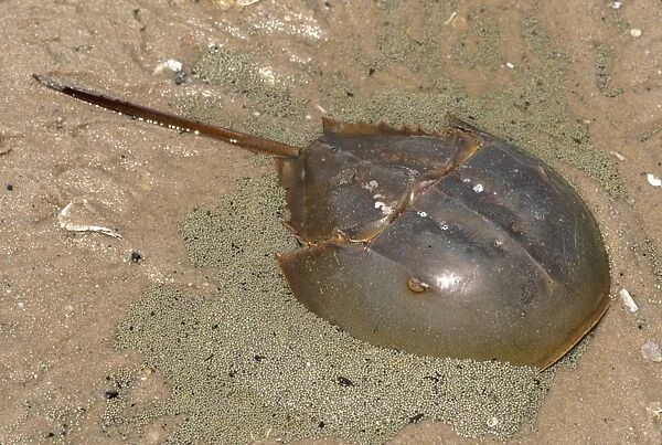 Atlantic Horseshoe Crab - laying eggs Reed's beach, New Jersey, USA