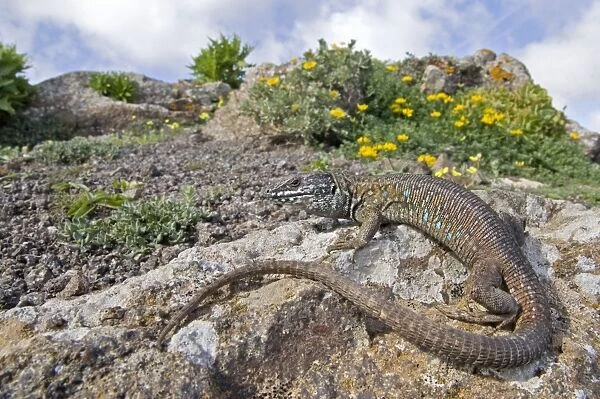 Atlantic Lizard - Fuerteventura - Canary Islands