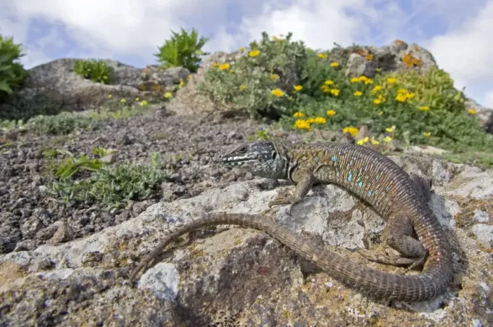 Framed Print : Atlantic Lizard - Fuerteventura - Canary Islands Framed Print : Atlantic Lizard - Fuerteventura - Canary Islands