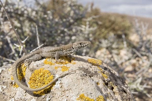 Atlantic Lizard - young female in habitat - Fuerteventura - Canary Islands