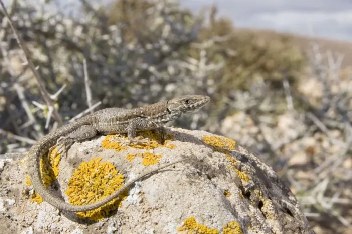 Framed Print : Atlantic Lizard - young female in habitat - Fuerteventura - Canary Islands