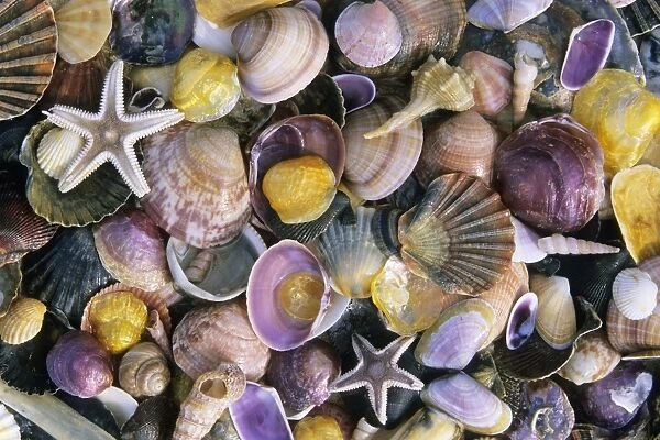 Atlantic Mixed Shells - and starfish, on beach in Coto Donana National Park, Andalucia, South Spain