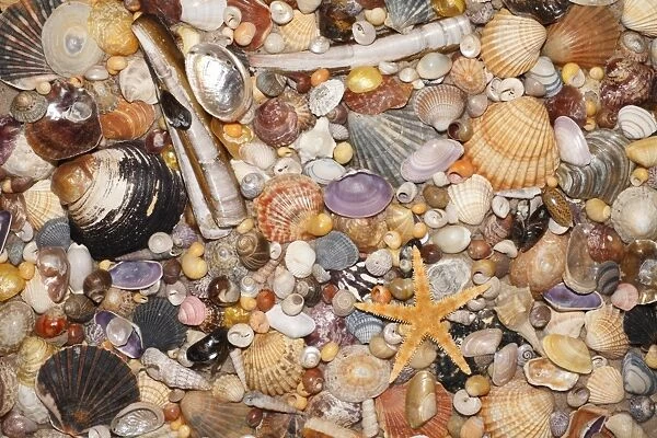 Atlantic Mixed Shells - and starfish on beach, in Coto Donana National Park, Andalucia, South Spain