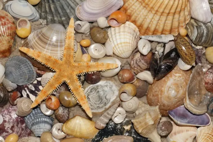 Framed Print : Atlantic Mixed Shells - and starfish on beach, in Coto Donana National Park, Andalucia, South Spain Framed Print : Atlantic Mixed Shells - and starfish on beach, in Coto Donana National Park, Andalucia, South Spain