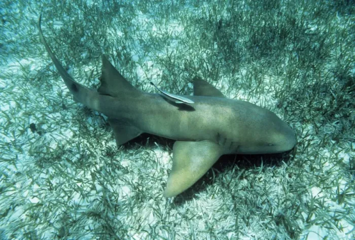 Framed Print : Atlantic Nurse Shark Framed Print : Atlantic Nurse Shark