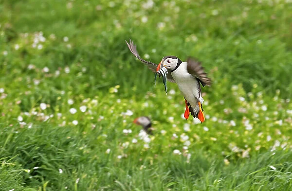 Atlantic Puffin (Fratercula arctica) flying over the meadow carrying fish in its beak, Northumberland, UK Date: 12-06-2012