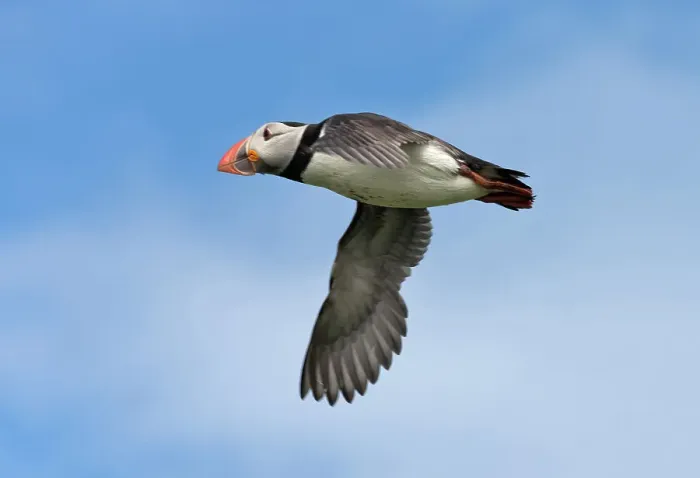 Framed Print : Atlantic Puffin (Fratercula arctica) flying, Northumberland, UK Date: 12-06-2012 Framed Print : Atlantic Puffin (Fratercula arctica) flying, Northumberland, UK Date: 12-06-2012