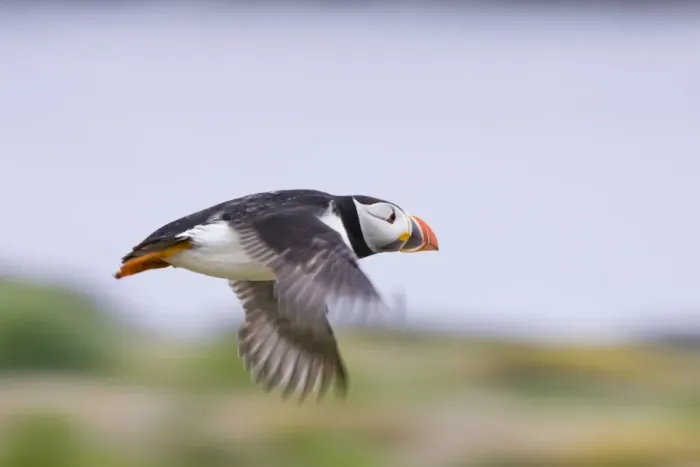 Framed Print : Atlantic Puffin In-flight Inner Farne Island, Northumberland. England. UK Framed Print : Atlantic Puffin In-flight Inner Farne Island, Northumberland. England. UK