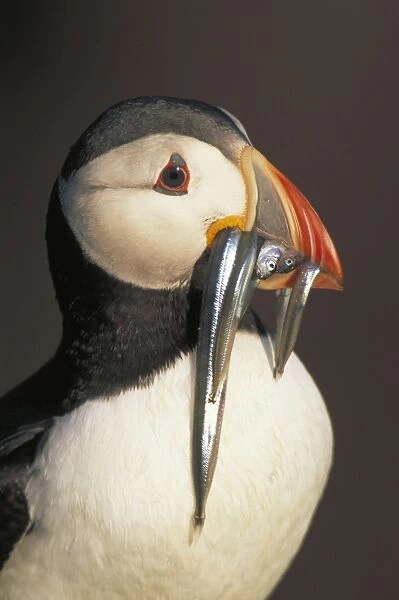 Atlantic Puffin - UK - With sand eels - Breeds in great numbers on British Isles - Nests in burrows on grassy slopes often in large colonies - Feeds on fish - Pelagic in winter - Taking eels to nestlings - After breeding season loses outer parts of