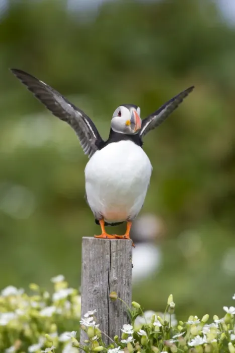 Framed Print : Atlantic Puffin Wing flapping Inner Farne Island, Northumberland. England. UK Framed Print : Atlantic Puffin Wing flapping Inner Farne Island, Northumberland. England. UK