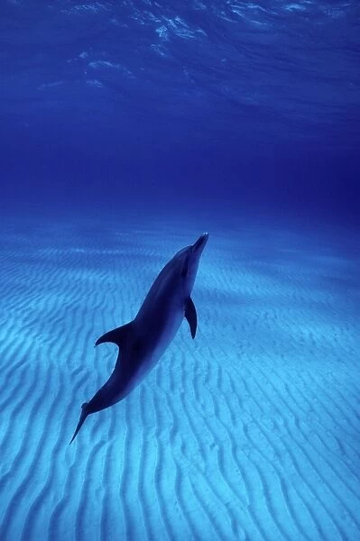 Atlantic spotted dolphin The Grand Bahamas Banks