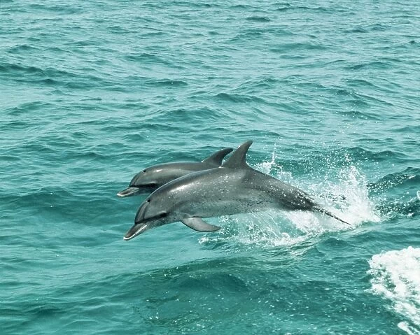 Atlantic Spotted Dolphin - Jumping out of water