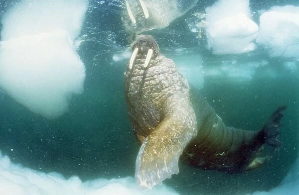 Atlantic Walrus Northern Baffin Island, Canada