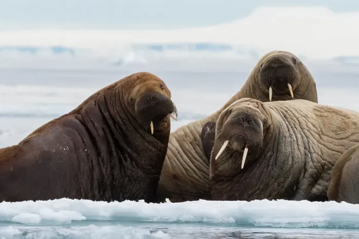 Framed Print : Atlantic walruses (Odobenus rosmarus), Vibebukta, Austfonna, Nordaustlandet, Svalbard Islands, Norway. Date: 09-06-2018 Framed Print : Atlantic walruses (Odobenus rosmarus), Vibebukta, Austfonna, Nordaustlandet, Svalbard Islands, Norway. Date: 09-06-2018