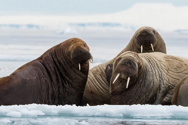 Atlantic walruses (Odobenus rosmarus), Vibebukta, Austfonna, Nordaustlandet, Svalbard Islands, Norway. Date: 09-06-2018