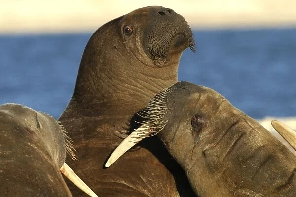 Atlantic  /  Whiskered Walrus - aggression  /  fighting North Spitzbergen. Svalbard