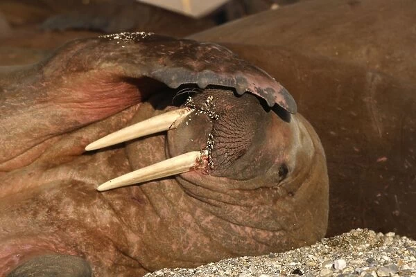 Atlantic  /  Whiskered Walrus - male scratching  /  shading face with flipper. North Spitzbergen. Svalbard