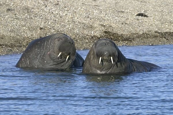 Atlantic  /  Whiskered Walrus - males in water. North Spitzbergen. Svalbard