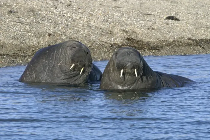 Framed Print : Atlantic / Whiskered Walrus - males in water. North Spitzbergen. Svalbard Framed Print : Atlantic / Whiskered Walrus - males in water. North Spitzbergen. Svalbard