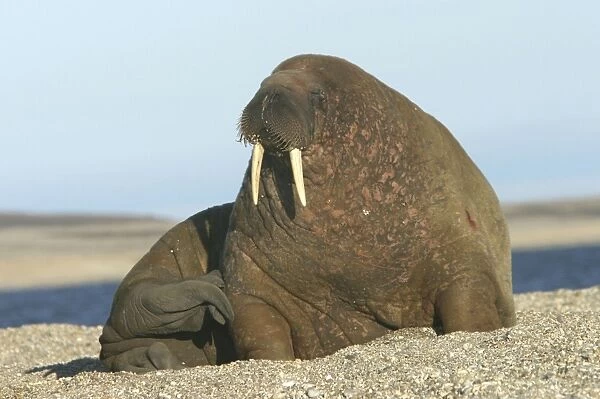 Atlantic  /  Whiskered Walrus - scarred male resting on beach. North Spitzbergen. Svalbard