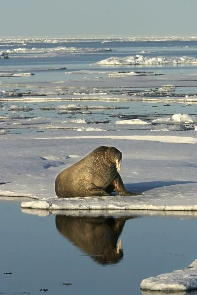 Atlantic  /  Whiskered Walrus - scarred male resting at edge of ice floe. North Spitzbergen. Svalbard