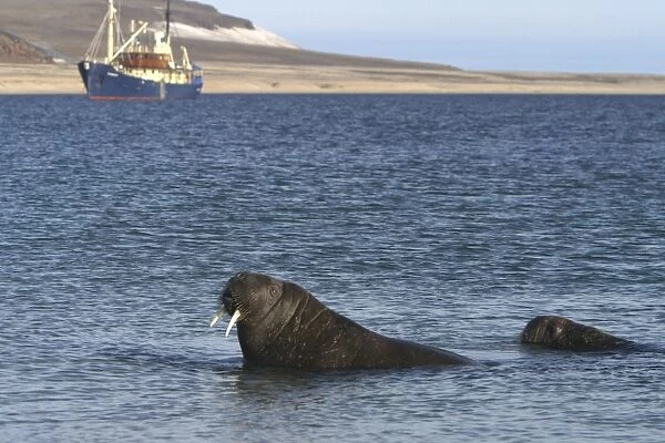 Atlantic  /  Whiskered Walrus - two in water, with boat in background. Seascape and coastline. North Spitzbergen. Svalbard