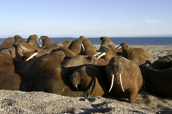 Atlantic  /  Whiskered Walruses - group, resting on shore. North Spitzbergen. Svalbard