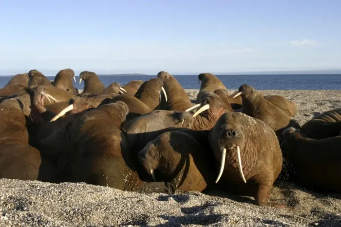 Framed Print : Atlantic / Whiskered Walruses - group, resting on shore. North Spitzbergen. Svalbard Framed Print : Atlantic / Whiskered Walruses - group, resting on shore. North Spitzbergen. Svalbard