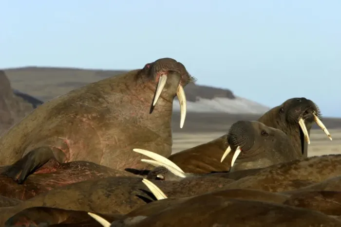 Framed Print : Atlantic / Whiskered Walruses - males resting on beach. North Spitzbergen. Svalbard Framed Print : Atlantic / Whiskered Walruses - males resting on beach. North Spitzbergen. Svalbard