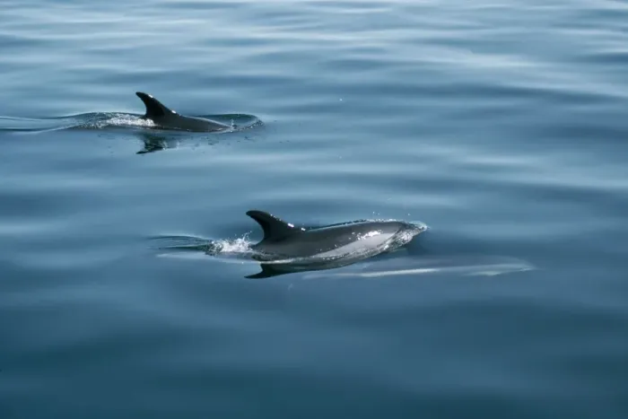 Framed Print : Atlantic White-sided Dolphin Framed Print : Atlantic White-sided Dolphin