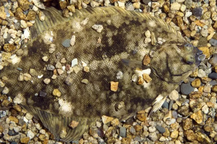 Framed Print : Atlantic / Winter Flounder - camouflaged Framed Print : Atlantic / Winter Flounder - camouflaged