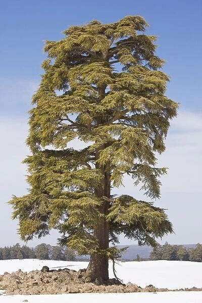Atlas Cedar Tree - in winter in the Middle Atlas Mountains, Morocco