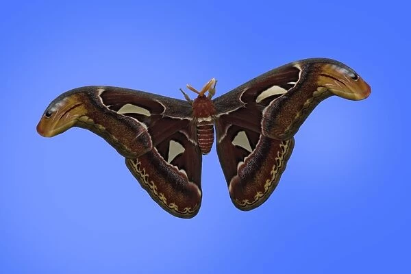 Atlas Moth - adult male, Emmen, Holland