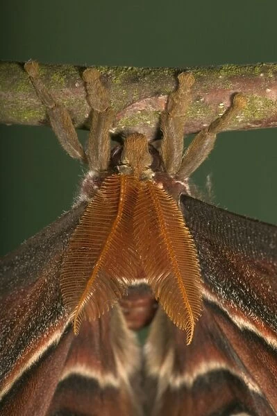 Atlas Moth - Antennas of the male. Malaysia