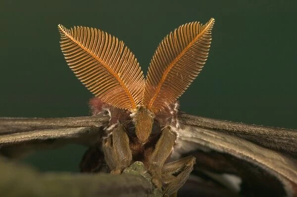 Atlas Moth - Antennas of the male Malaysia