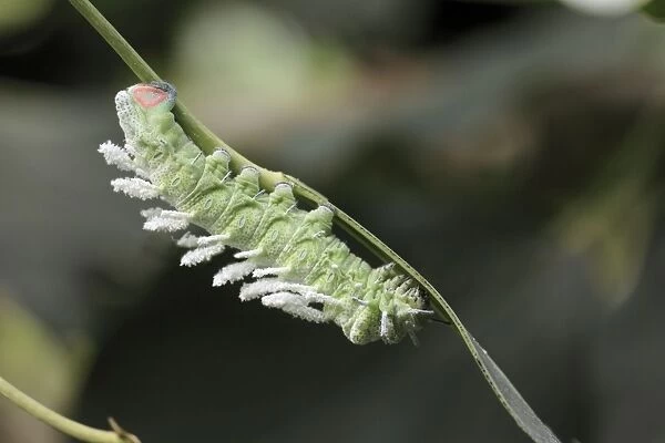 Atlas Moth - caterpillar, Emmen, Holland