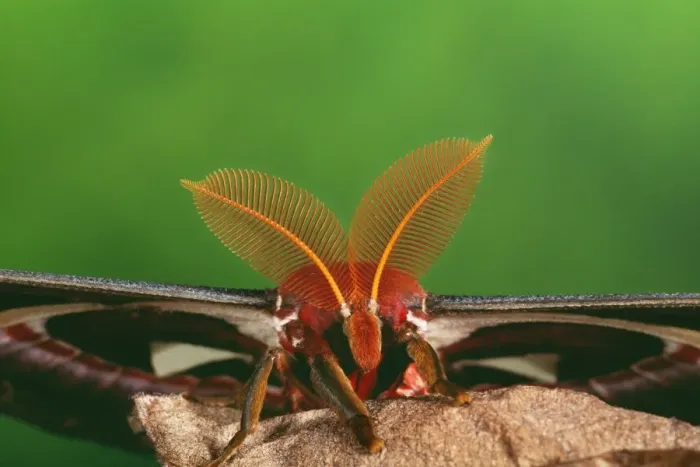 Framed Print : Atlas Moth - male - close up of antennae - Malaysia Framed Print : Atlas Moth - male - close up of antennae - Malaysia
