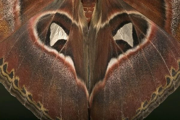 Atlas Moth - Detail of the wings. Malaysia