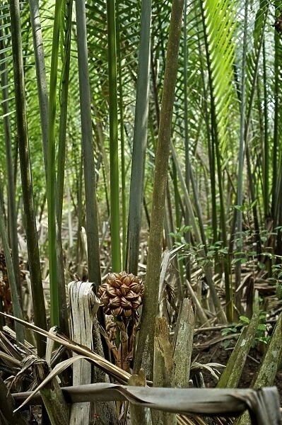 Attap  /  Nipah Palm - palm fruit - Pulau ubin Singapore
