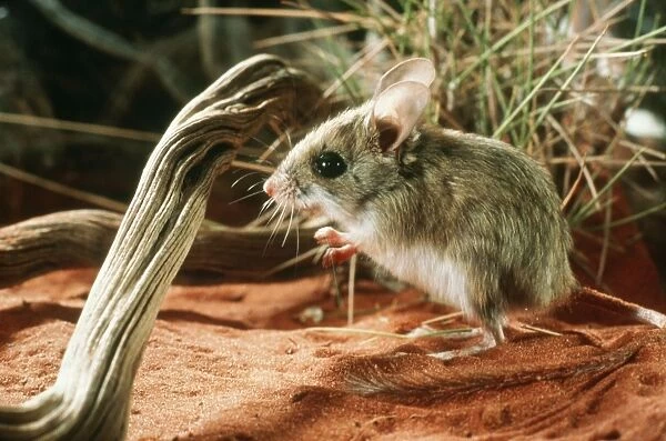 AU-15-RM. Spinifex Hopping-mouse. Amadeus Basin, Northern Territory, Australia