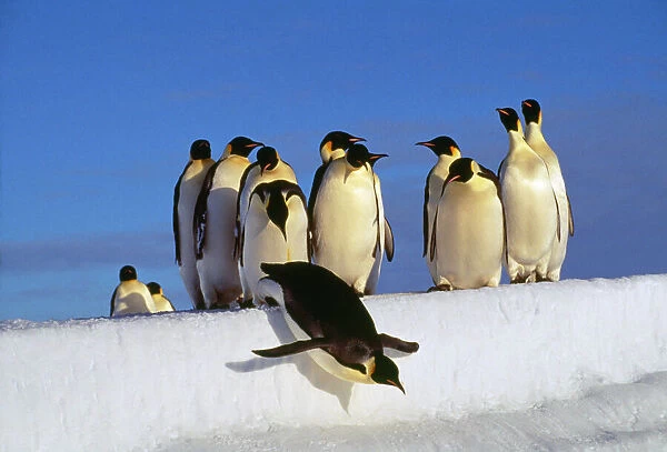 AU-83-GR. Emperor Penguins - group, one jumping off ice.. Antarctic