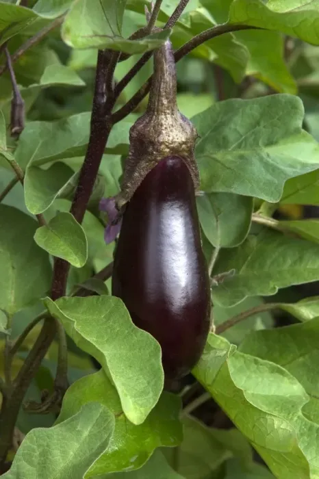 Framed Print : Aubergine / Eggplant / Brinjal As part of garden decoration Loire, France September Framed Print : Aubergine / Eggplant / Brinjal As part of garden decoration Loire, France September