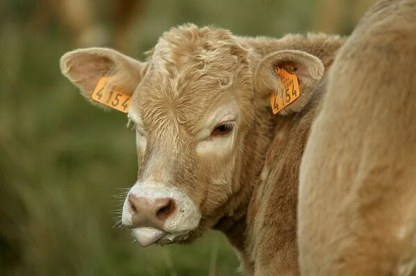 Aubrac Cow - Calf