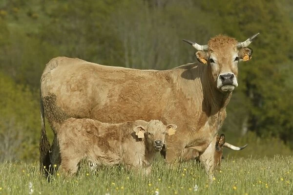 Aubrac Cow with calf in field