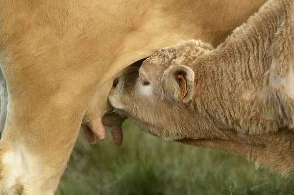 Aubrac Cows - calf suckling
