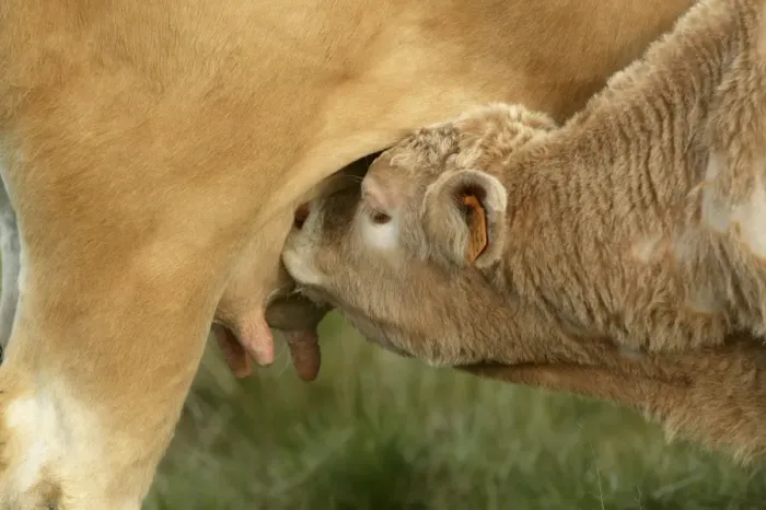 Framed Print : Aubrac Cows - calf suckling